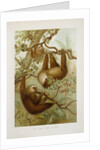 Two-toed sloth (Bradypus didactylus), 1894-1896 (Plate) by P. J. Smit