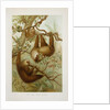 Two-toed sloth (Bradypus didactylus), 1894-1896 (Plate) by P. J. Smit