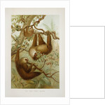Two-toed sloth (Bradypus didactylus), 1894-1896 (Plate) by P. J. Smit