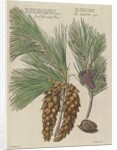 Eastern white pine (Pinus strobus), 1730 (Plate) by Van Huysum