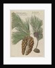 Eastern white pine (Pinus strobus), 1730 (Plate) by Van Huysum