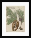 Eastern white pine (Pinus strobus), 1730 (Plate) by Van Huysum