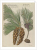 Eastern white pine (Pinus strobus), 1730 (Plate) by Van Huysum