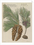 Eastern white pine (Pinus strobus), 1730 (Plate) by Van Huysum