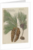 Eastern white pine (Pinus strobus), 1730 (Plate) by Van Huysum