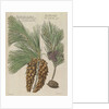 Eastern white pine (Pinus strobus), 1730 (Plate) by Van Huysum