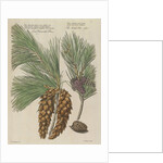 Eastern white pine (Pinus strobus), 1730 (Plate) by Van Huysum