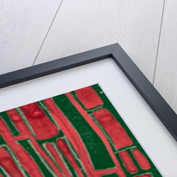 Organic abstraction 2 by Heinrich Martin