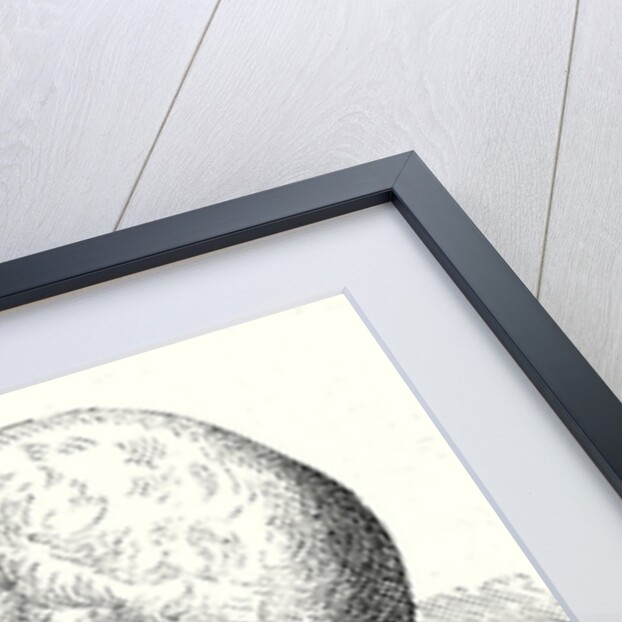 Luigi Galvani by Anonymous