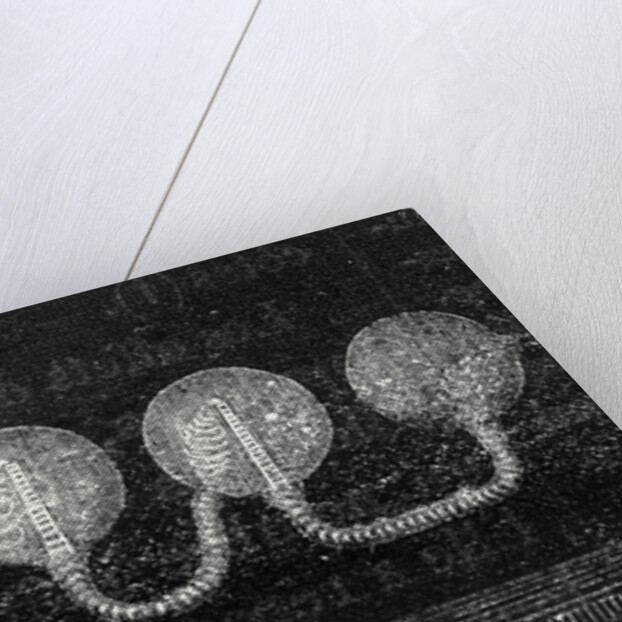 Geissler Tubes by Anonymous