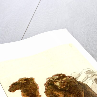 Camel 1885 Algeria by Anonymous