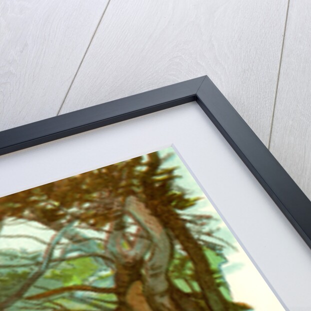 View in the Jardin Marengo Algiers 1885 by Anonymous