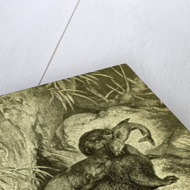 Otter 1891 Austria by Anonymous