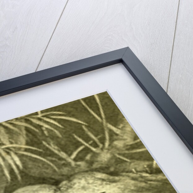 Otter 1891 Austria by Anonymous