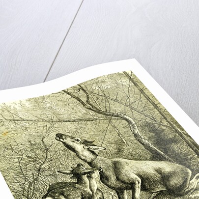 Hunt Austria 1887 by Anonymous