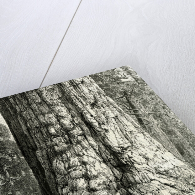 Yosemite Valley the Grizzly Giant USA 1891 by Anonymous