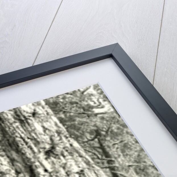 Yosemite Valley the Grizzly Giant USA 1891 by Anonymous