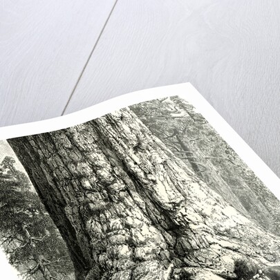 Yosemite Valley the Grizzly Giant USA 1891 by Anonymous