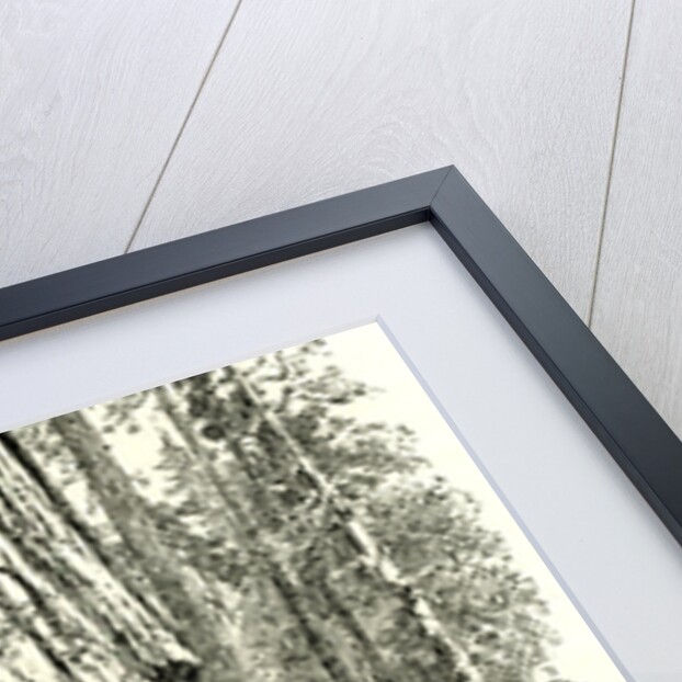 Yosemite Valley Wawona 1891 USA by Anonymous