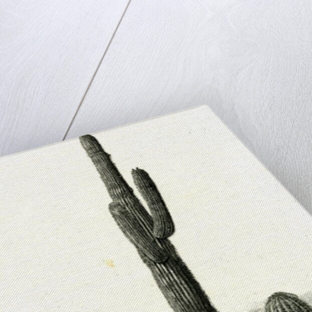 Giant Cactus Arizona 1891 USA by Anonymous