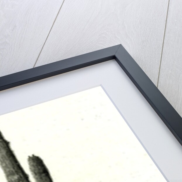 Giant Cactus Arizona 1891 USA by Anonymous