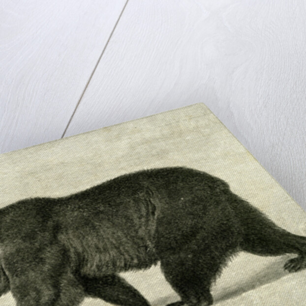 The Grizzly Bear USA 1891 by Anonymous