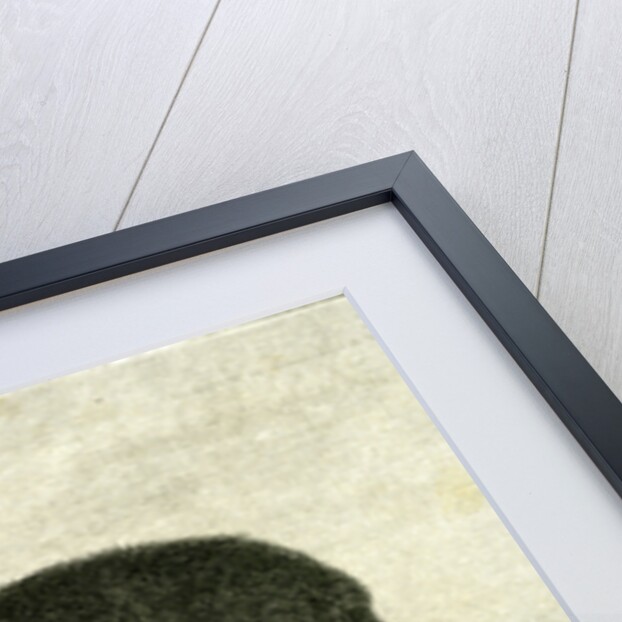 The Grizzly Bear USA 1891 by Anonymous