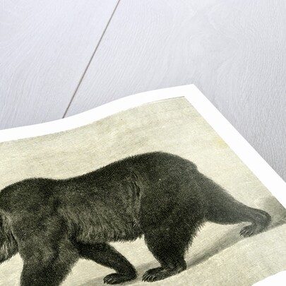 The Grizzly Bear USA 1891 by Anonymous
