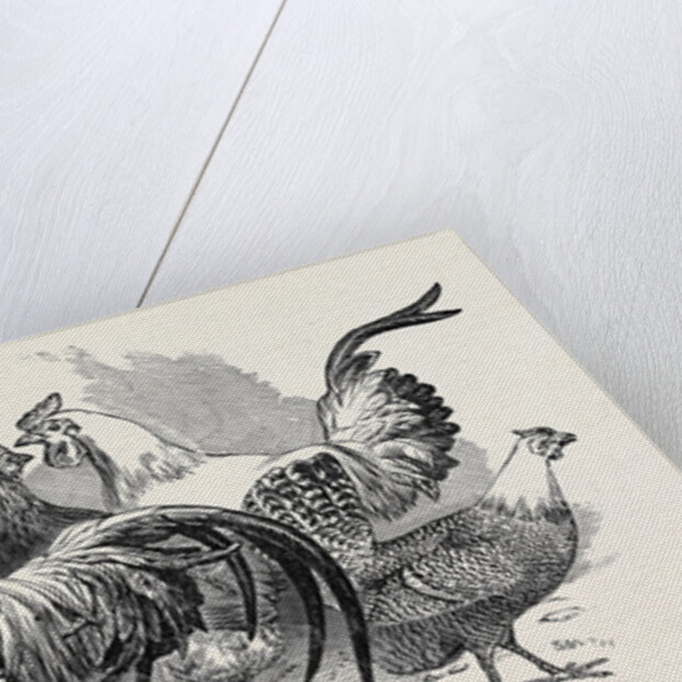 Polish Fowls by Anonymous