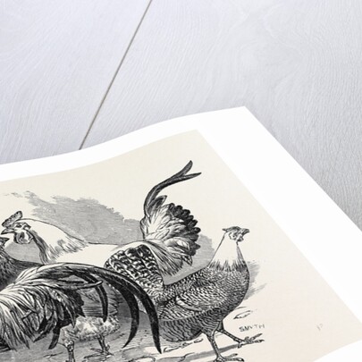 Polish Fowls by Anonymous