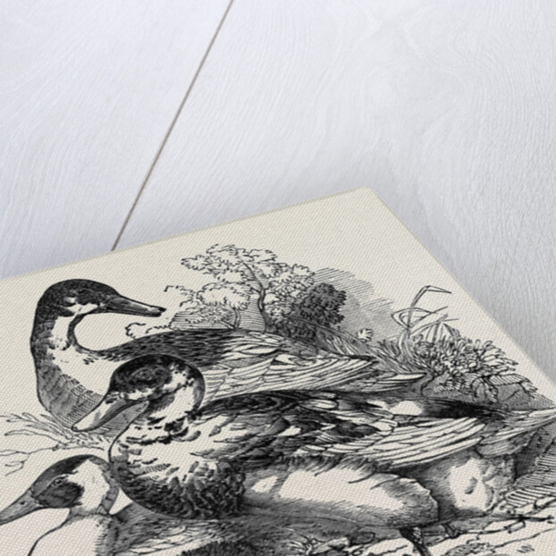 Ducks, First Prize: Cross Aylesbury and Rouen: Mr. Baker by Anonymous