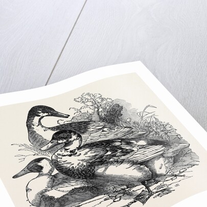 Ducks, First Prize: Cross Aylesbury and Rouen: Mr. Baker by Anonymous