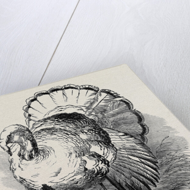 Spangled Turkey, First Prize: Mr. Bartlett by Anonymous