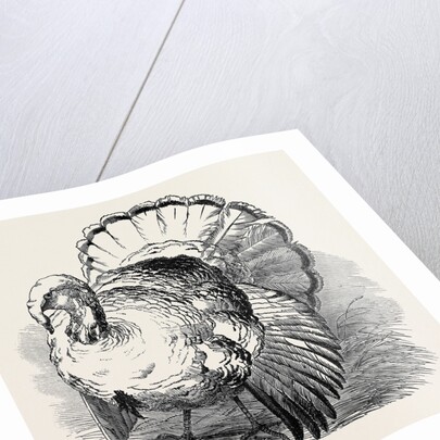 Spangled Turkey, First Prize: Mr. Bartlett by Anonymous