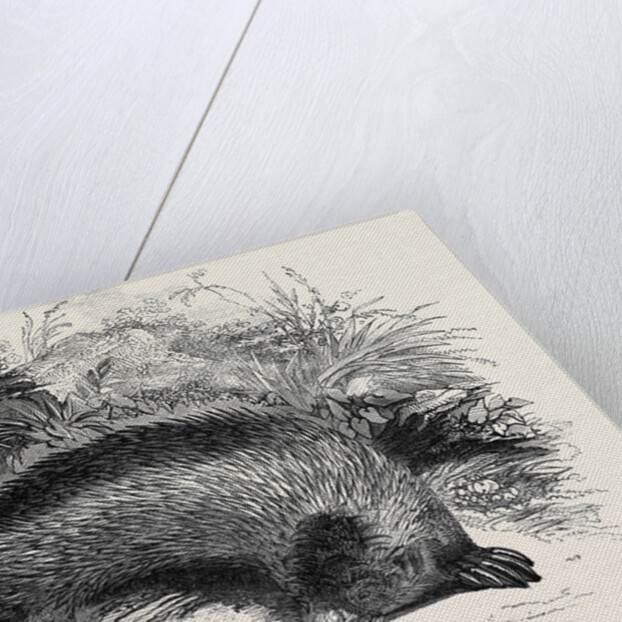 Australian Anteater, at the Gardens of the Zoological Society by Anonymous