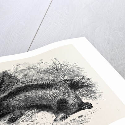 Australian Anteater, at the Gardens of the Zoological Society by Anonymous