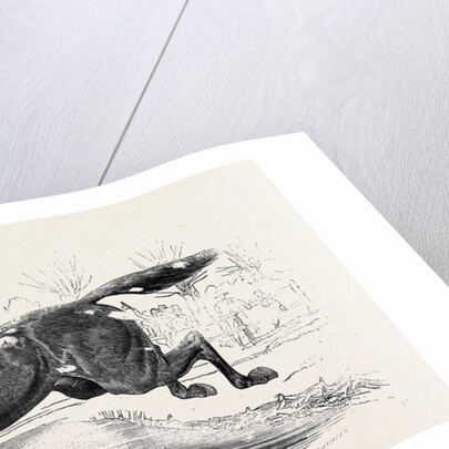 The Harrow Steeple Chase, the Last Brook by Anonymous