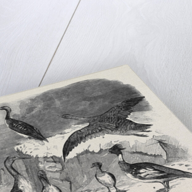 Rare Winter Birds Recently Shot in Yorkshire by Anonymous