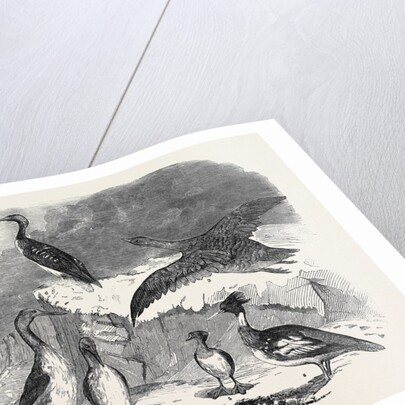 Rare Winter Birds Recently Shot in Yorkshire by Anonymous