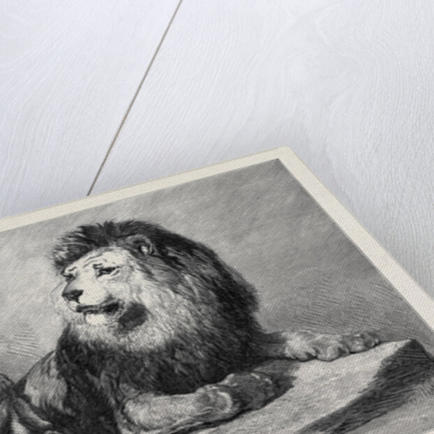 The Old Lion of the Zoological Society's Collection London 1873 by Anonymous