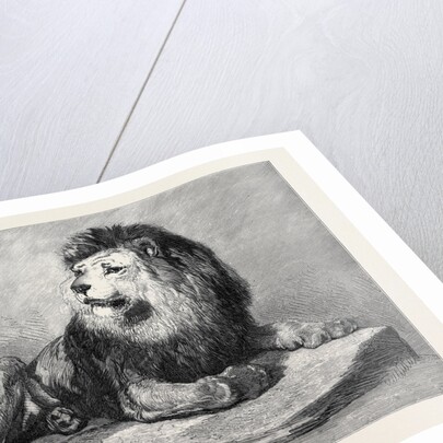 The Old Lion of the Zoological Society's Collection London 1873 by Anonymous