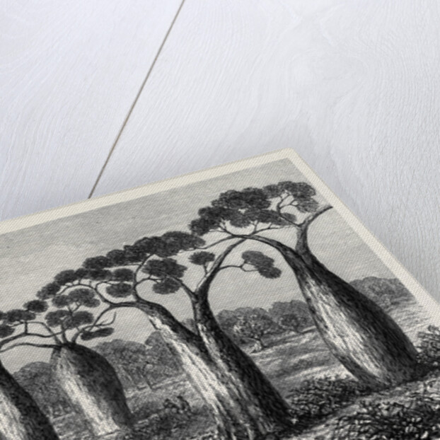 Bottle-Trees of Queensland North Australia 1873 by Anonymous