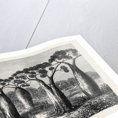 Bottle-Trees of Queensland North Australia 1873 by Anonymous