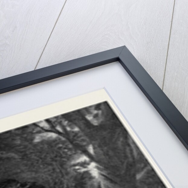 Love Me Love My Dog (Miss Bowles) by Anonymous