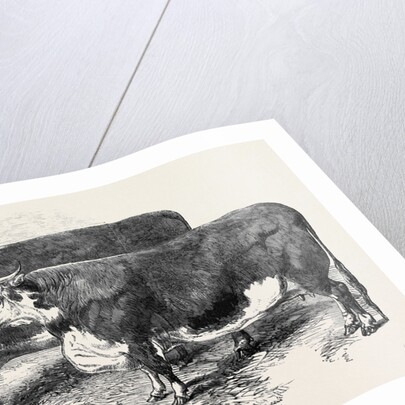 Meeting of the Royal Agricultural Society at Salisbury: Herefords No. 111 by Anonymous