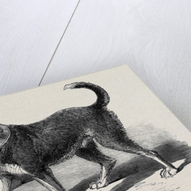 The Fire-Escape-Man's Dog Bill by Anonymous