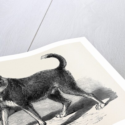 The Fire-Escape-Man's Dog Bill by Anonymous