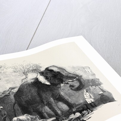 Elephant Belonging to the Rajah of Bhurtpore by Anonymous