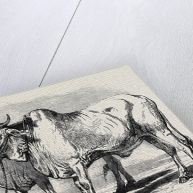 Guzerat Oxen from a Drawing by W. Carpenter Jun. by Anonymous