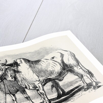 Guzerat Oxen from a Drawing by W. Carpenter Jun. by Anonymous